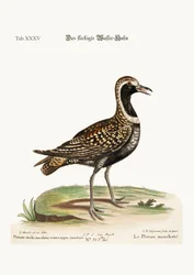 Der Fleckenkiebitz, 1749-73